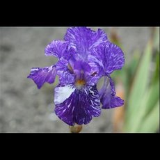 G7004 Iris Germanica Batik 독일아이리스 바틱 숙근 1개