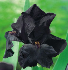G7005 Iris Germanica Black Night (Variegated) 독일아이리스 블랙나잇 숙근 1개