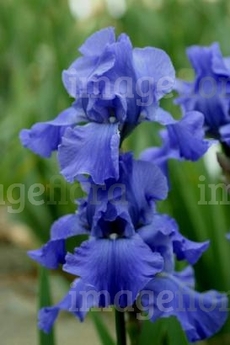 G7007 Iris Germanica Blue Sapphire  독일아이리스 블루 사피르 숙근 1개