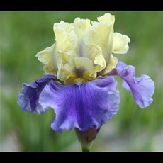 G7011 Iris Germanica Edith Wolford  독일아이리스 에디트 울포드 숙근 1개