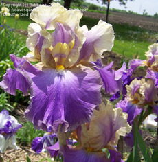G7022 Iris Germanica Mother Earth  독일아이리스 마덜어쓰 숙근 1개