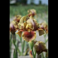 G7025 Iris Germanica Oklahoma Bandit  독일아이리스 오클라호마 반딧 숙근 1개