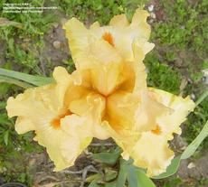 G7028 Iris Germanica Orange Harvest  독일아이리스 오렌지 하비스트 숙근 1개