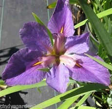 Iris706 Louisiana Pegaletta 루이지아나아이리스 페가레타 /뿌리  2개