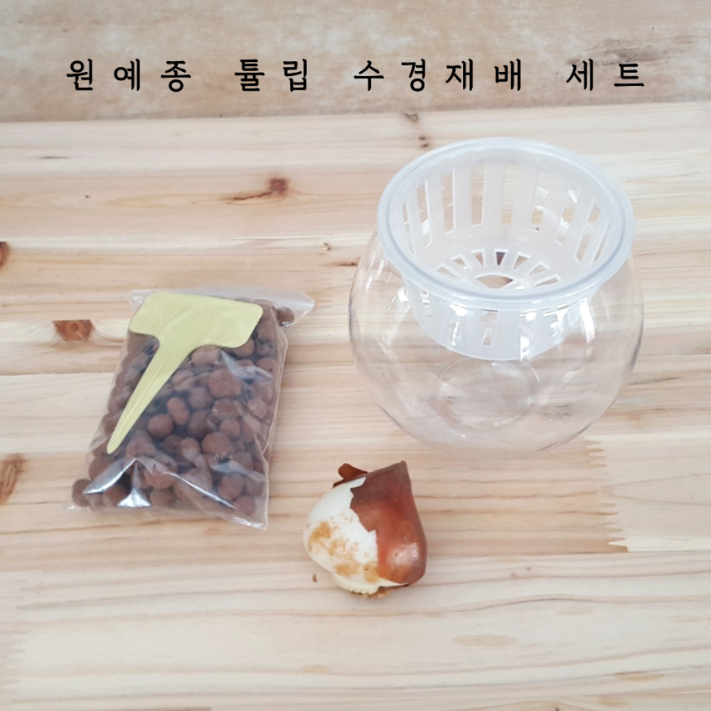 [수경재배세트]  원예종튤립 구근1개 오레인보우